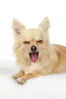 Laughter: DOG, Chihuahua, , sitting, face, expressions