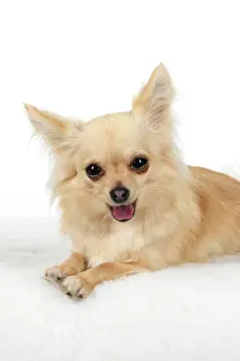 281020: DOG, Chihuahua, , sitting, face, expressions