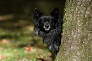Peeping: DOG, Chihuahua, sitting, looking around a tree in