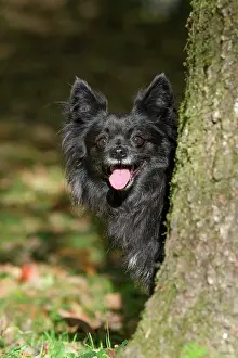 Peeping: DOG, Chihuahua, sitting, looking around a tree in