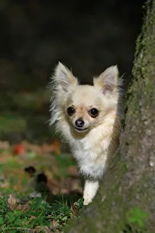 Peeping: DOG, Chihuahua, sitting, looking around a tree in