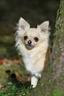 Peeping: DOG, Chihuahua, sitting, looking around a tree in