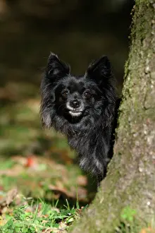 Peeping: DOG, Chihuahua, sitting, looking around a tree in