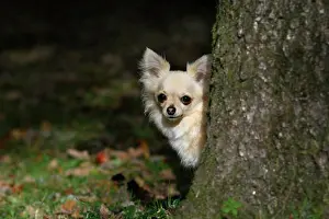 Peeping: DOG, Chihuahua, sitting, looking around a tree in