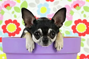 Worried: DOG. Chihuahua sitting in plant pot looking over the side