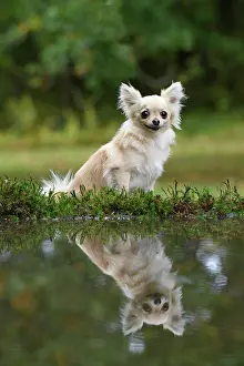 281020: DOG, Chihuahua, sitting next to a pool in a graden