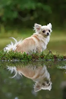Chihuahuas: DOG, Chihuahua, sitting next to a pool in a graden