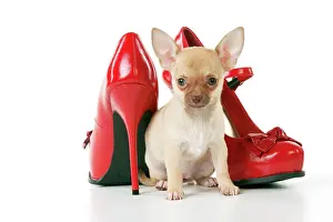 Heels: DOG - Chihuahua sitting with red shoes