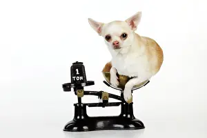 Weighing: DOG. Chihuahua sitting in scales