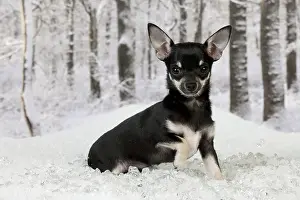 Babys: DOG - Chihuahua sitting in snow