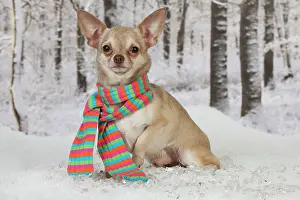 Scarfs: DOG - Chihuahua sitting in snow wearing a scarf
