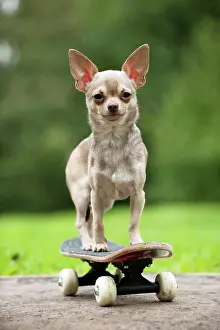 Skateboard: DOG - Chihuahua on skateboard