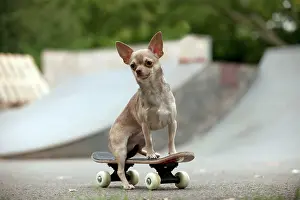 Skateboard: DOG - Chihuahua on skateboard in skate park