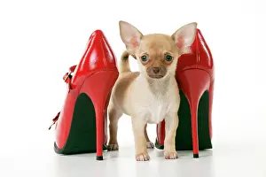 Heels: DOG - Chihuahua standing with red shoes