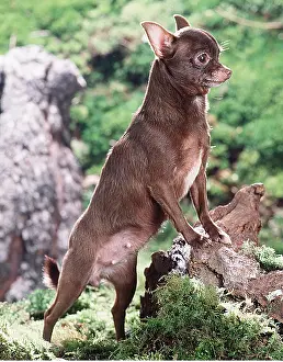 Sizes: DOG - CHIHUAHUA, Standing up by tree stump
