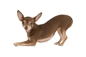 Bowing: Dog - Chihuahua in studio - play bowing