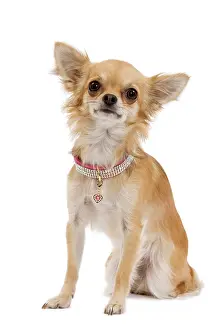 Sparkly: Dog - Chihuahua in studio wearing sparkly collar