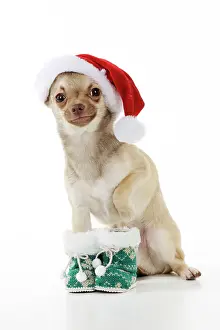 Knitted: DOG. Chihuahua wearing christmas hat & knitted boots