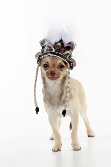 Jewellery: DOG. Chihuahua wearing indian headress