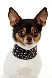 Studded: DOG Chihuahua wearing large studded collar