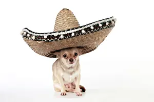Sombrero: DOG - Chihuahua wearing Mexican hat