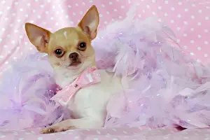 Dressed: DOG Chihuahua wearing pink collar laying on purple