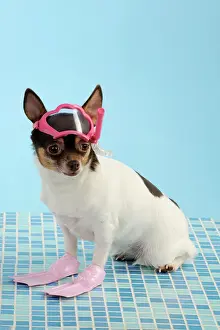 Dressed: DOG. Chihuahua wearing snorkel and flippers