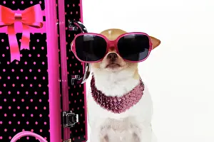 Props: DOG. Chihuahua wearing sunglasses with girly props