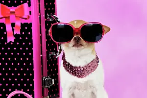 Suitcase: DOG. Chihuahua wearing sunglasses with girly props