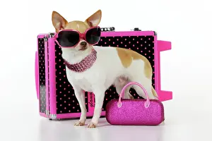 Suitcase: DOG. Chihuahua wearing sunglasses with girly props