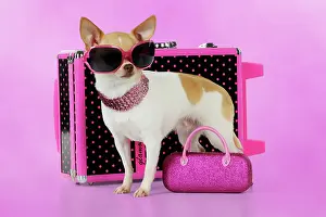 Suitcase: DOG. Chihuahua wearing sunglasses with girly props