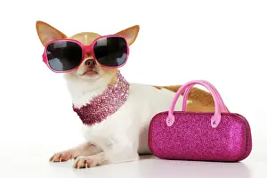 Glamour: DOG Chihuahua wearing sunglasses with pink bag