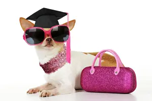 Congratulations: DOG Chihuahua wearing sunglasses with pink bag and a graduat