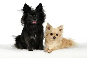 281020: DOG, Chihuahua, X2, black & fawn, sitting together