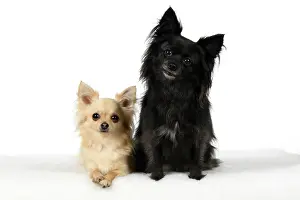 Chihuahuas: DOG, Chihuahua, X2, black & fawn, sitting together