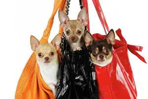 Handbags: DOG Chihuahuas in handbags