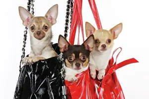 Handbags: DOG Chihuahuas in handbags