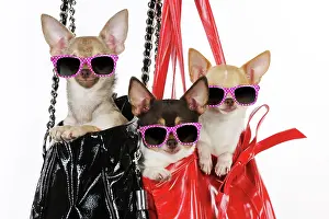 Handbags: DOG Chihuahuas in handbags wearing pink glasses
