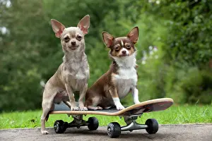 Agility: DOG - Chihuahuas on skateboard