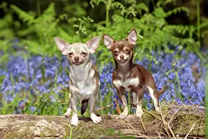 Firendship: DOG - Chihuahuas standing in bluebells