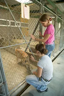 Choosing: Dog - two children looking at mongrel at rescue centre