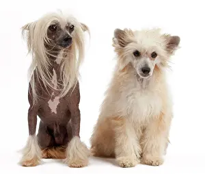 Puff: Dog - Chinese Crested and Chinese Puff
