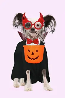 Fancy: Dog - Chinese Crested Dog