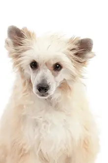 Powder: Dog - Chinese Crested Powder Puff