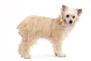 Powder: Dog - Chinese Crested Powder Puff