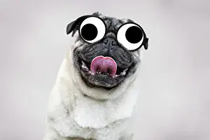 Pugs: Dog - Chinese Pug - sticking tongue out