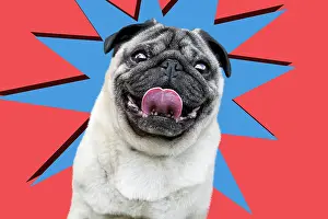 Starburst: Dog - Chinese Pug - sticking tongue out. Digital