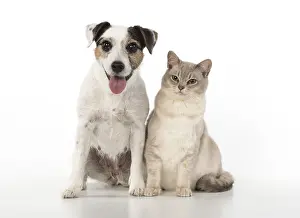 Burmilla: DOG. Choc Burmilla cat with Parson Jack Russell
