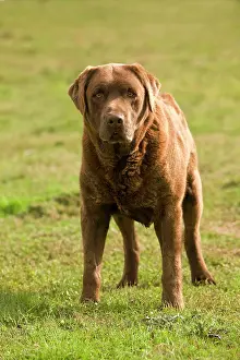 Liver: Dog - Chocolate Labrador