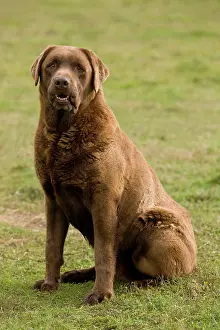 Liver: Dog - Chocolate Labrador